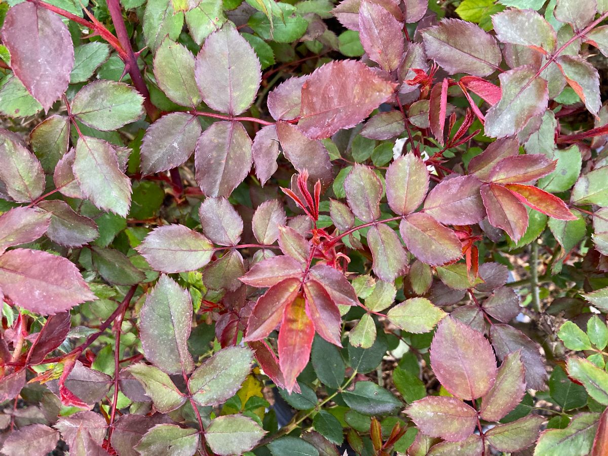 What’s New and Fresh, 27 Mar 2023