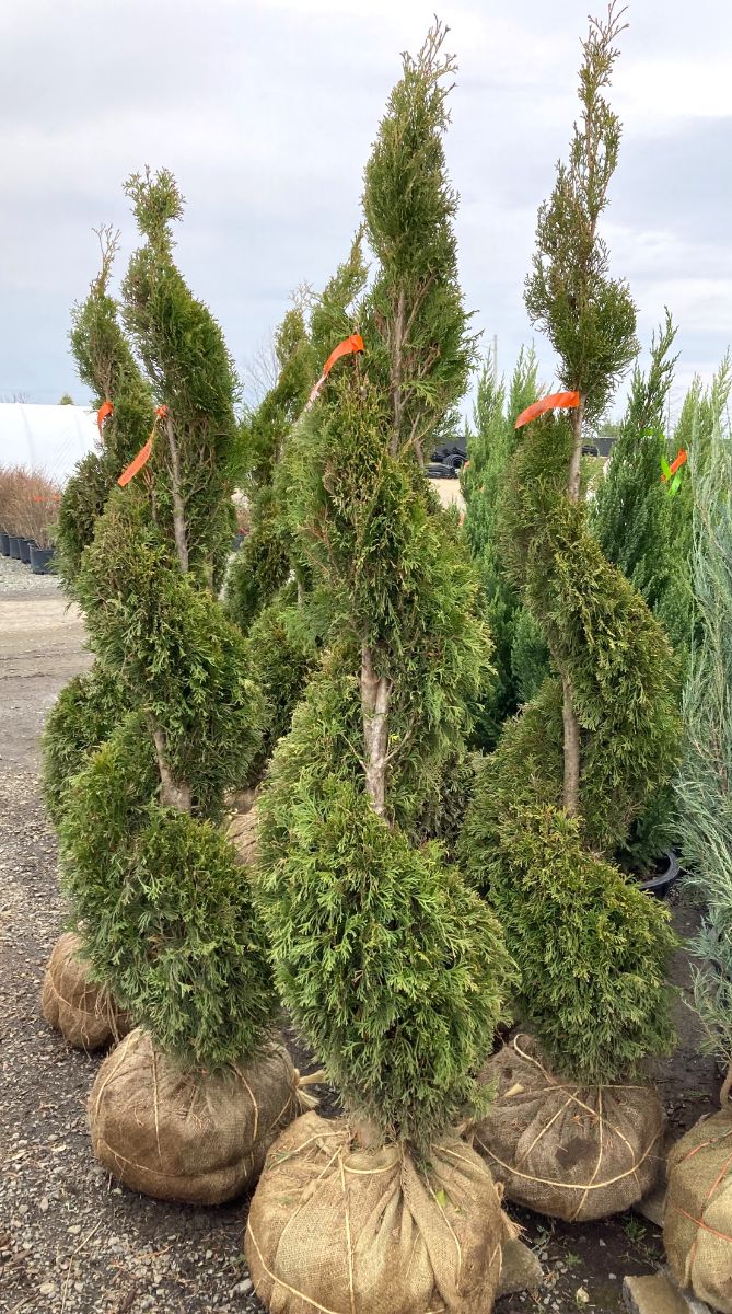 What’s New and Fresh, 5 Apr 2023