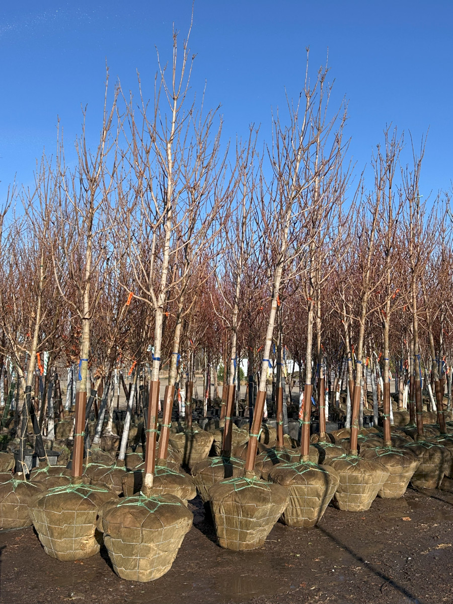 What’s New and Fresh, 26 Mar 2025