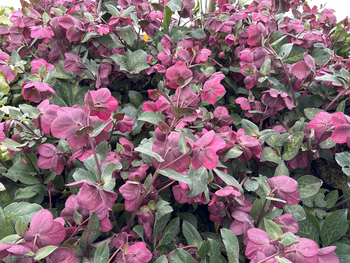 What’s New and Fresh, 20 Mar 2025