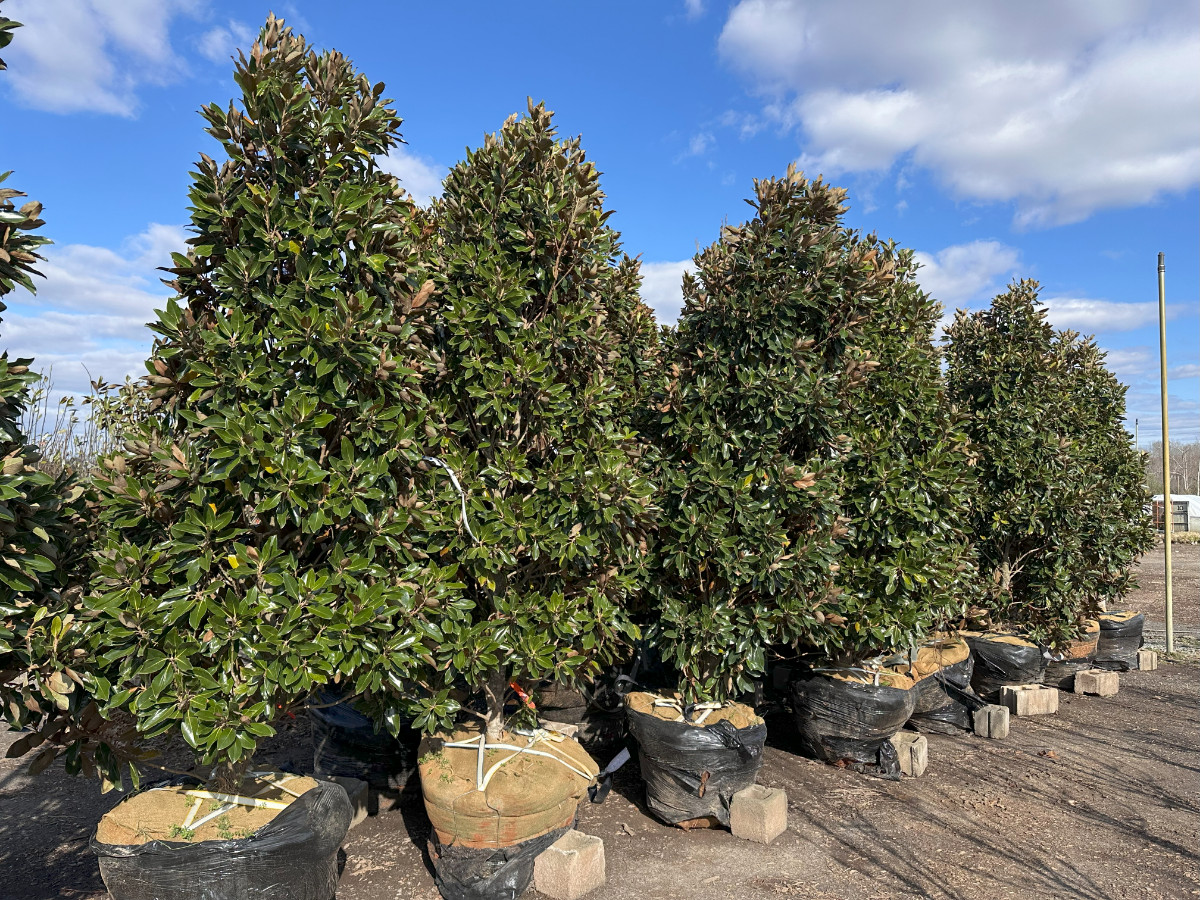 What’s New and Fresh, 28 Mar 2025