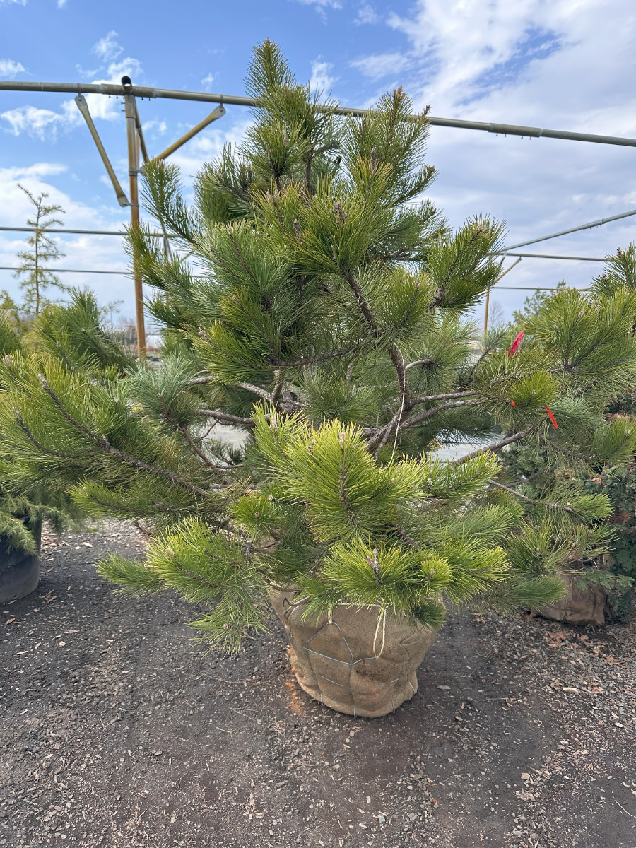 What’s New and Fresh, 31 Mar 2025