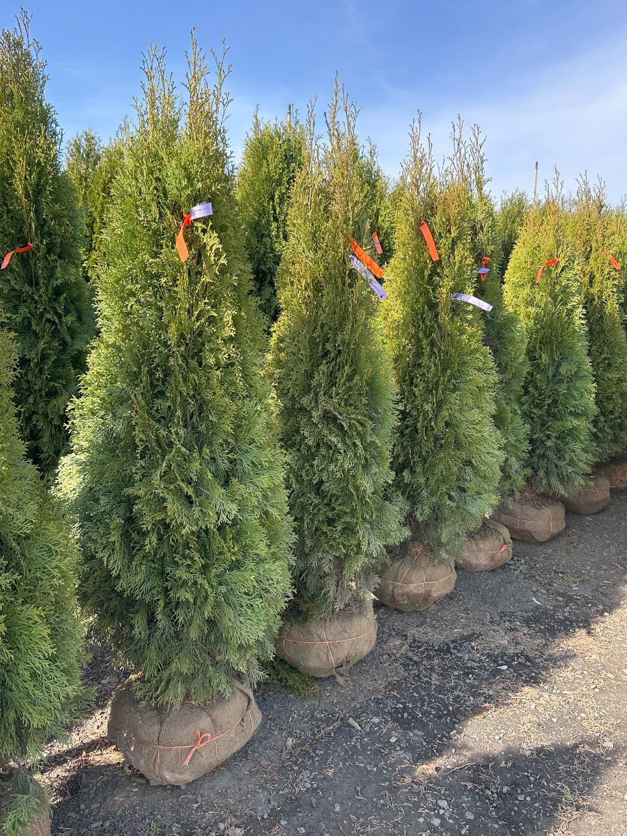 What’s New and Fresh, 24 Mar 2025