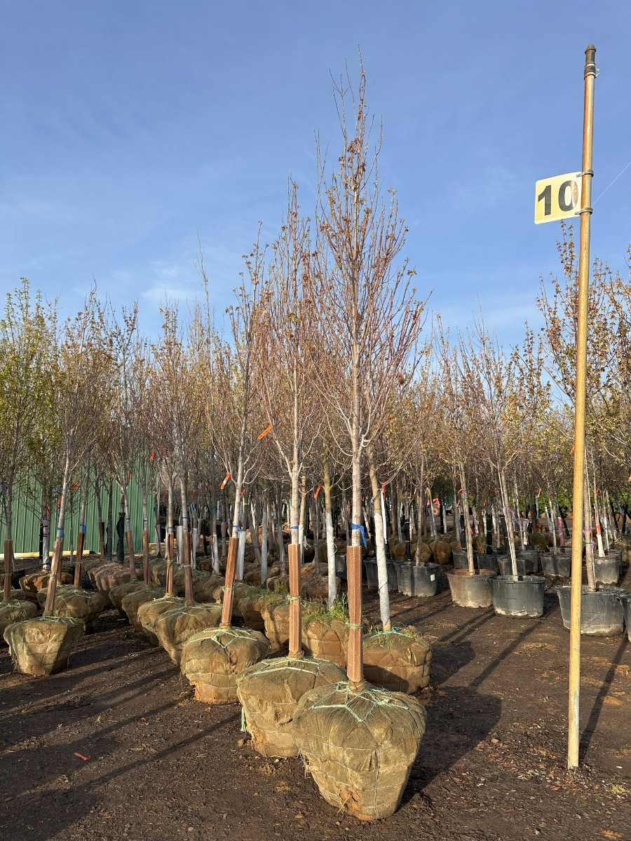 What’s New and Fresh, 25 Apr 2025