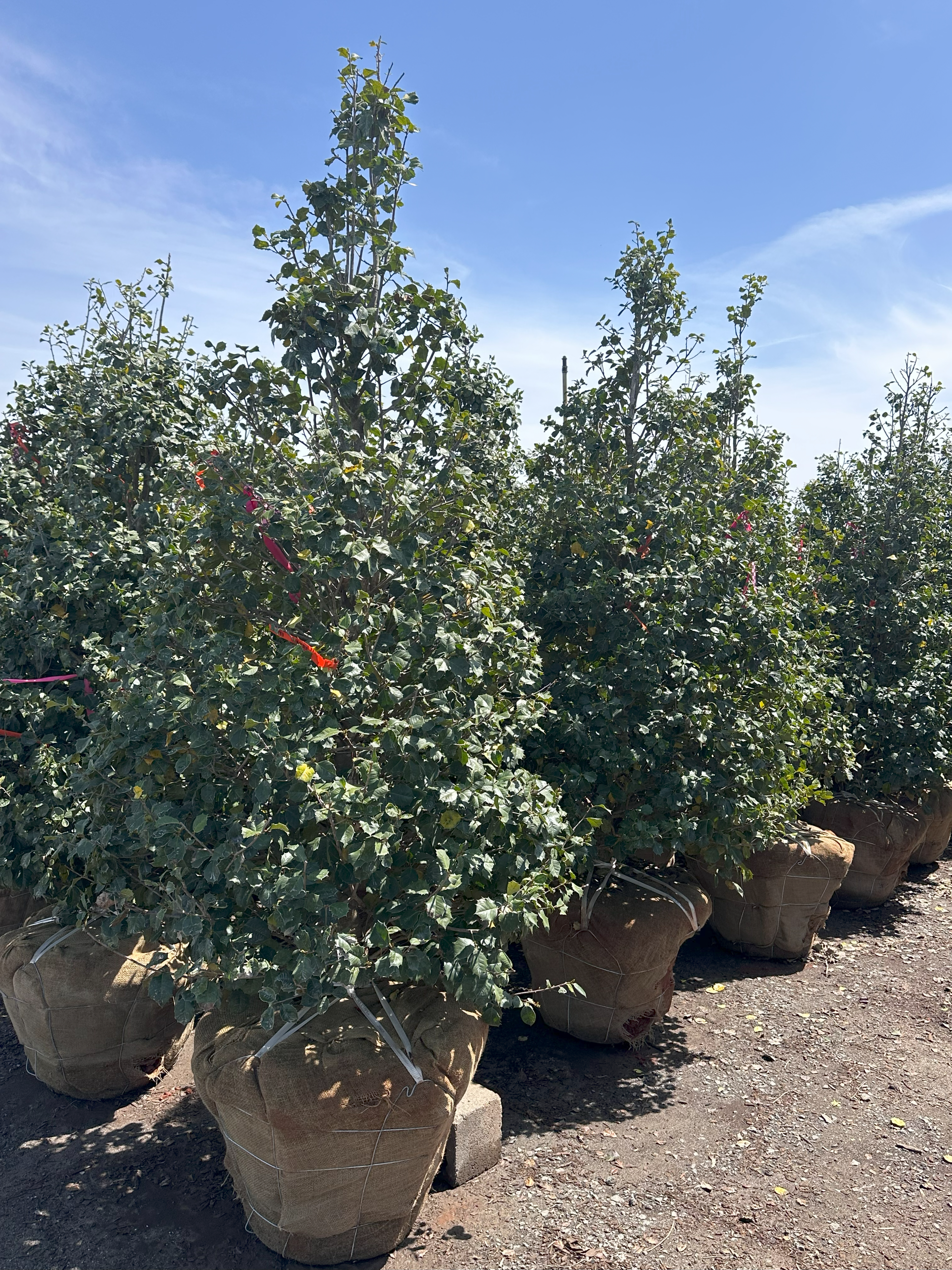 What’s New and Fresh, 30 Apr 2025