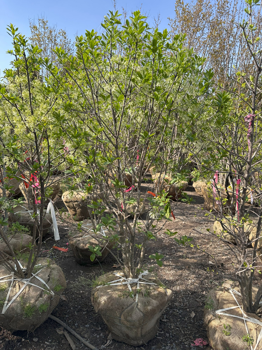 What’s New and Fresh, 5 May 2025