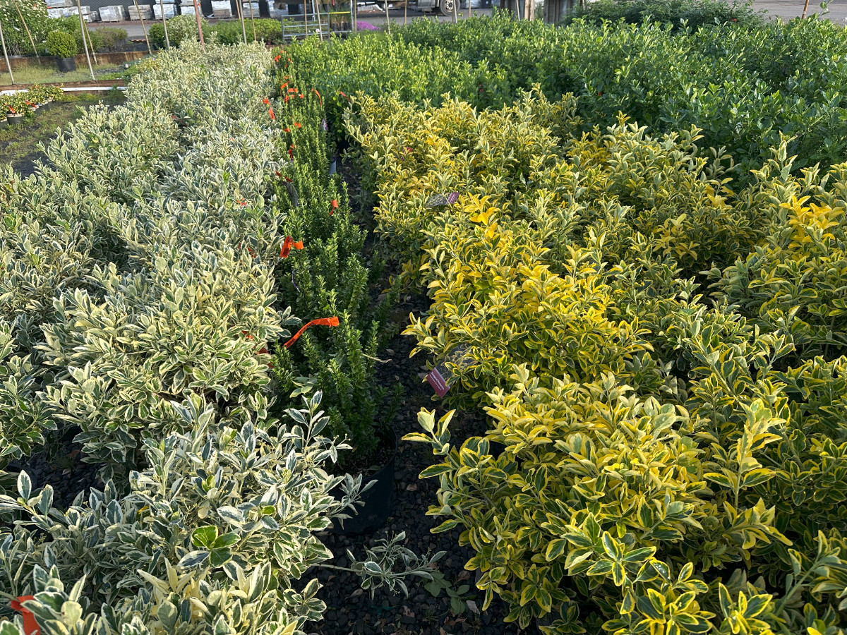 What’s New and Fresh, 19 May 2025