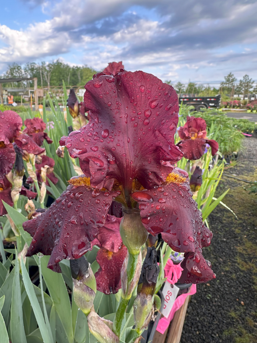 What’s New and Fresh, 21 May 2025