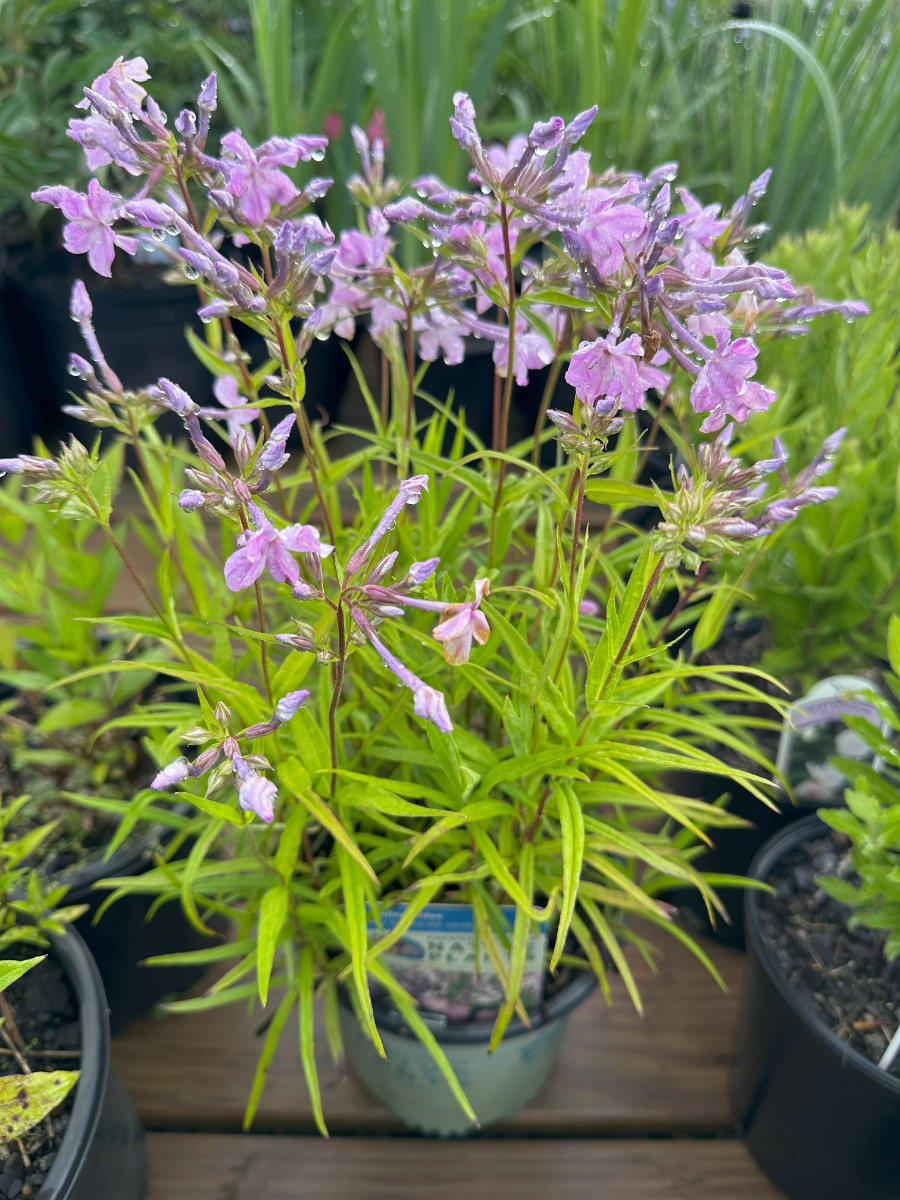 What’s New and Fresh, 26 May 2025