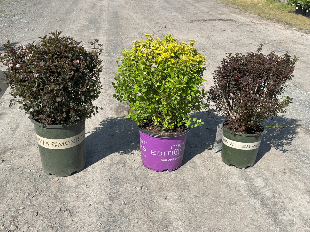 What’s New and Fresh, 16 May 2025