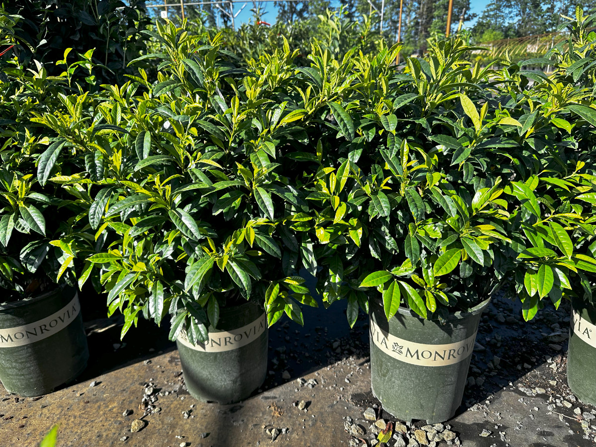 What’s New and Fresh, 28 May 2025