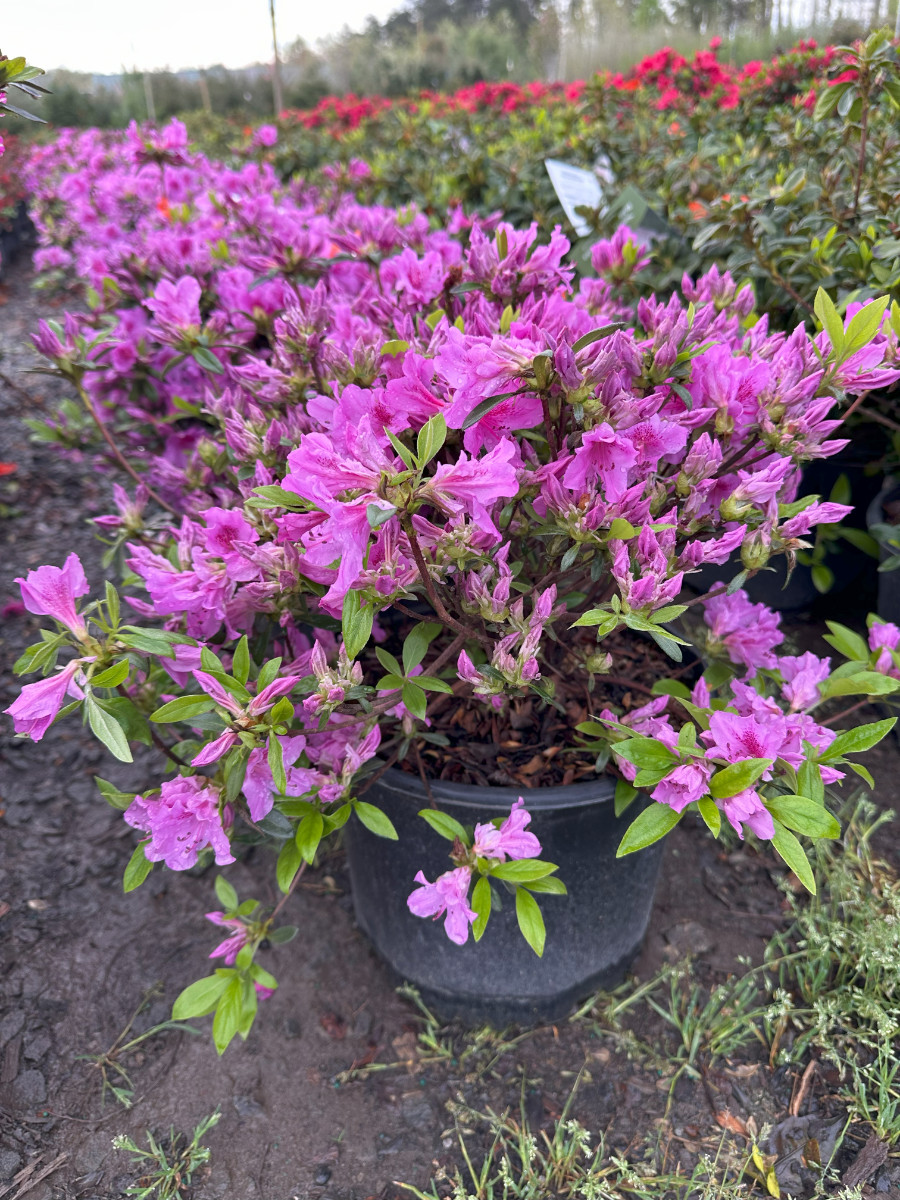 What’s New and Fresh, 7 May 2025