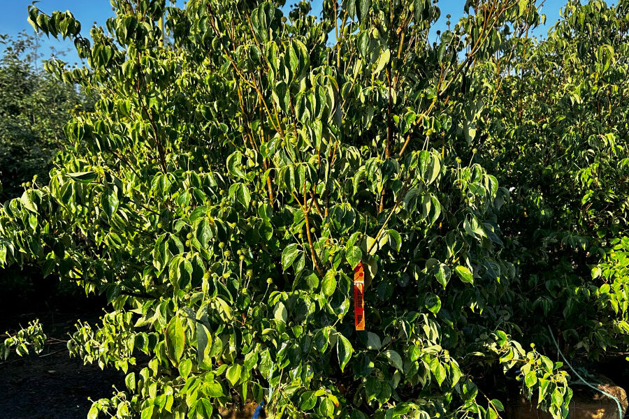 What’s New and Fresh, 3 Jul 2025