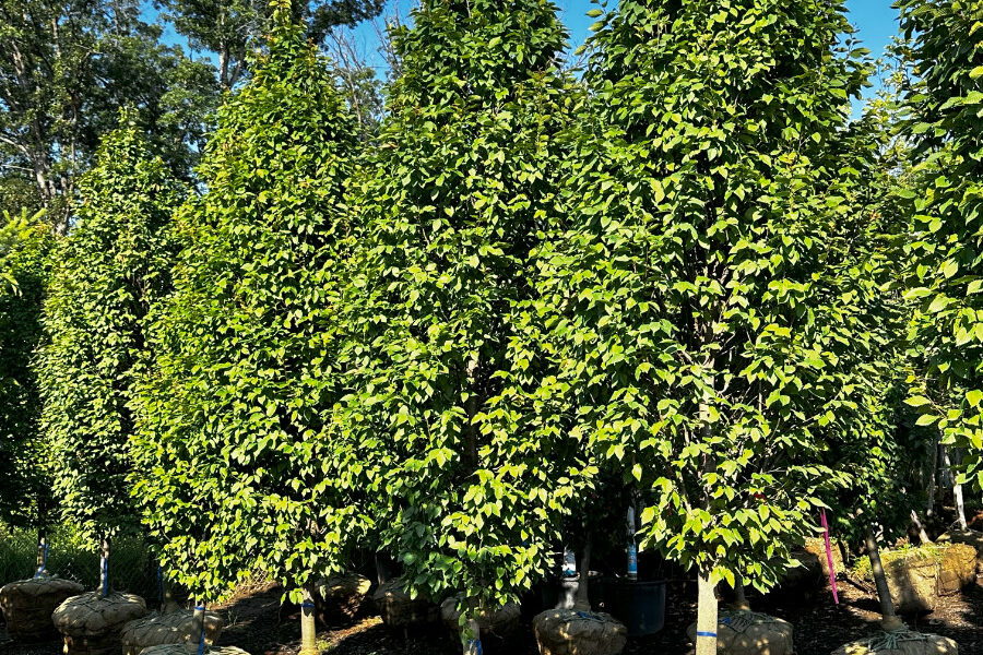 What’s New and Fresh, 17 Jul 2025