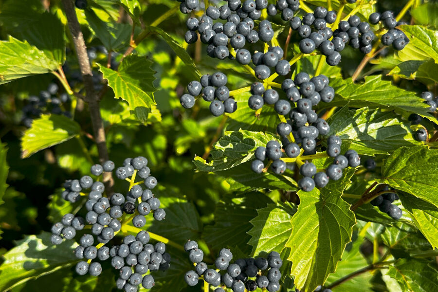 What’s New and Fresh, 28 Jul 2025