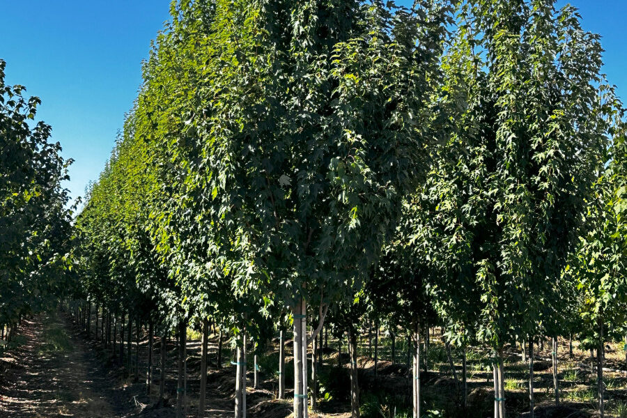 In the Field, 22 Sept 2025