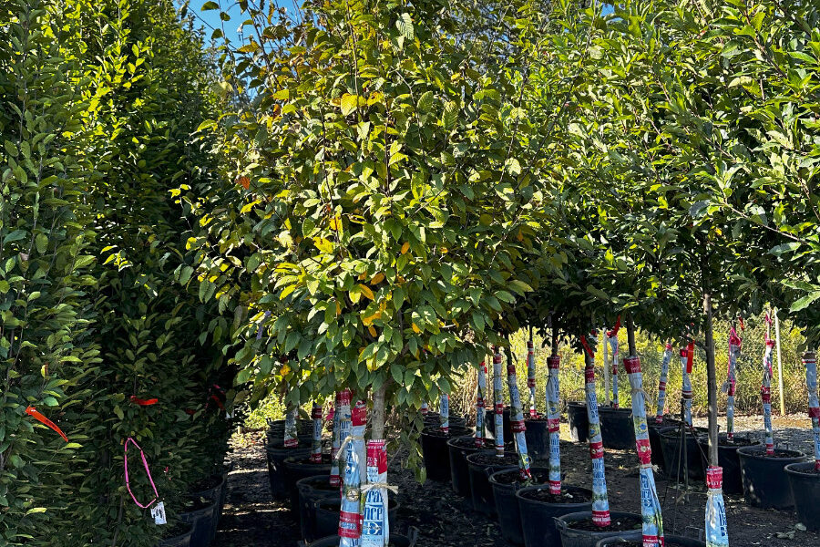 What’s New and Fresh, 1 Oct 2025