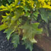 What’s New and Fresh, 10 Sept 2025