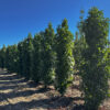In the Field, 8 Sept 2025