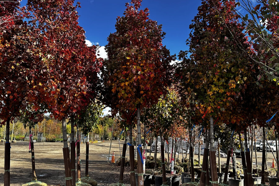 What’s New and Fresh, 29 Oct 2025