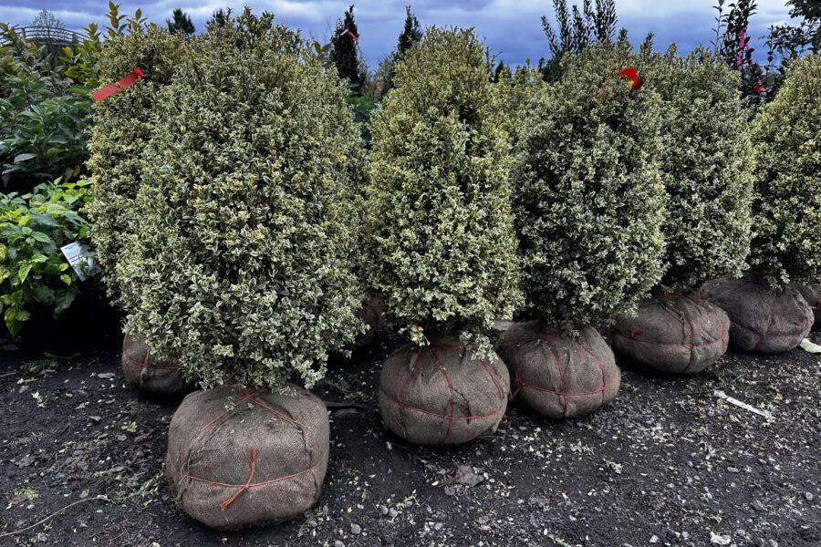 What’s New and Fresh, 22 Oct 2025