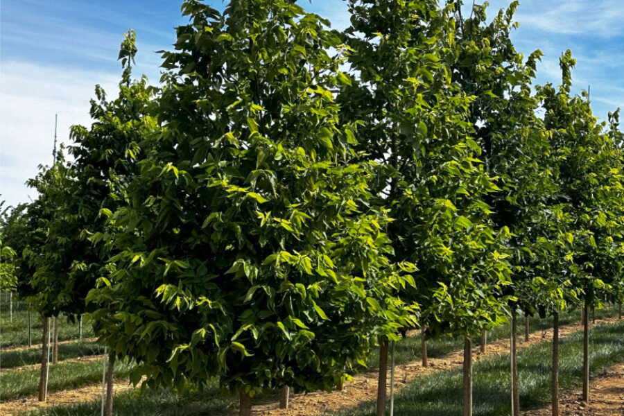 In the Field, 27 Oct 2025