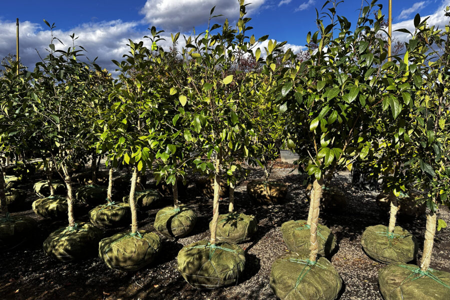 What’s New and Fresh, 5 Nov 2025