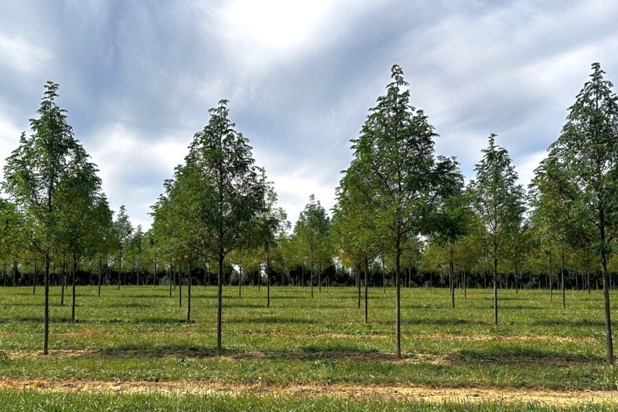 In the Field, 10 Nov 2025