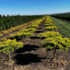 In the Field, 20 Oct 2025