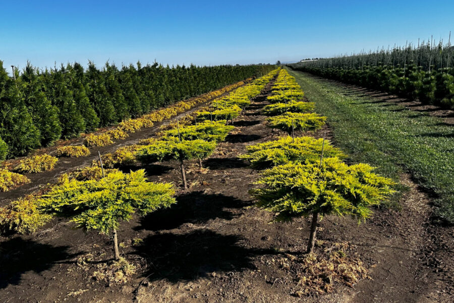 In the Field, 20 Oct 2025