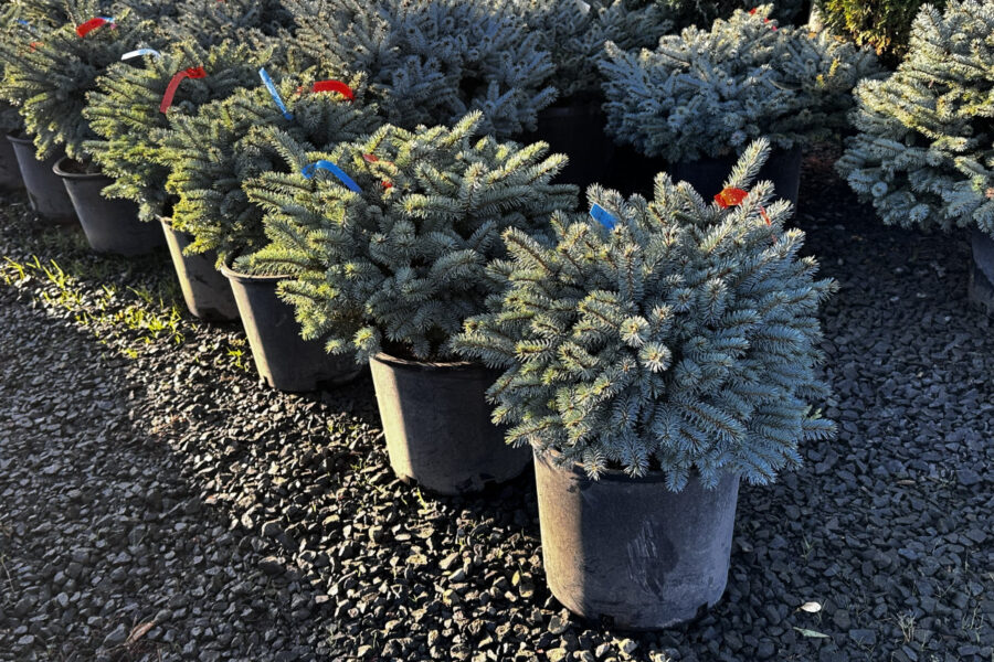 What’s New and Fresh, 17 Oct 2025