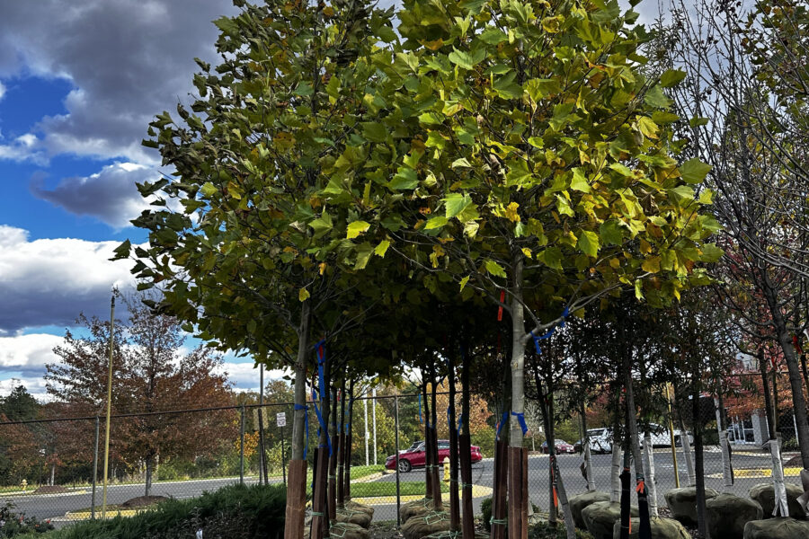 What’s New and Fresh, 31 Oct 2025