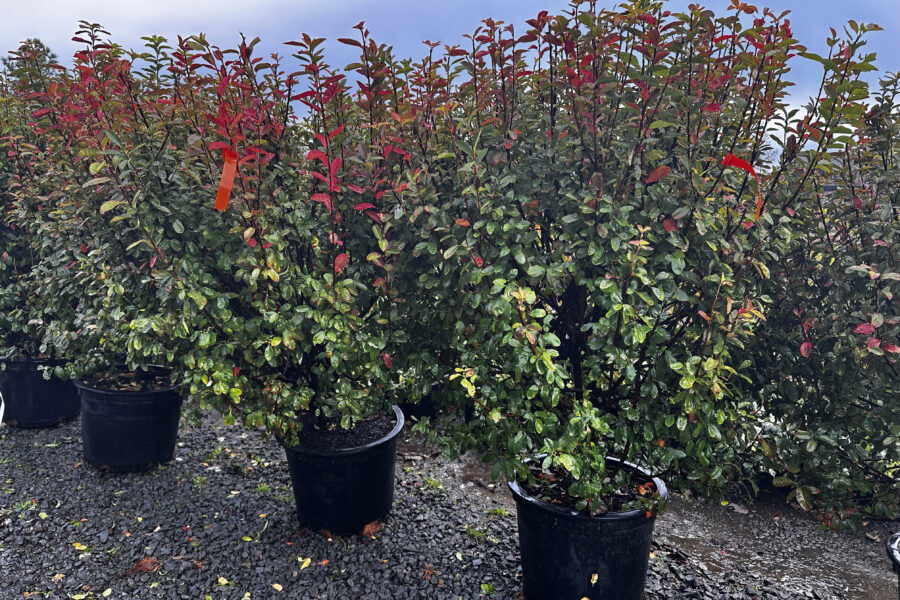 What’s New and Fresh, 14 Nov 2025