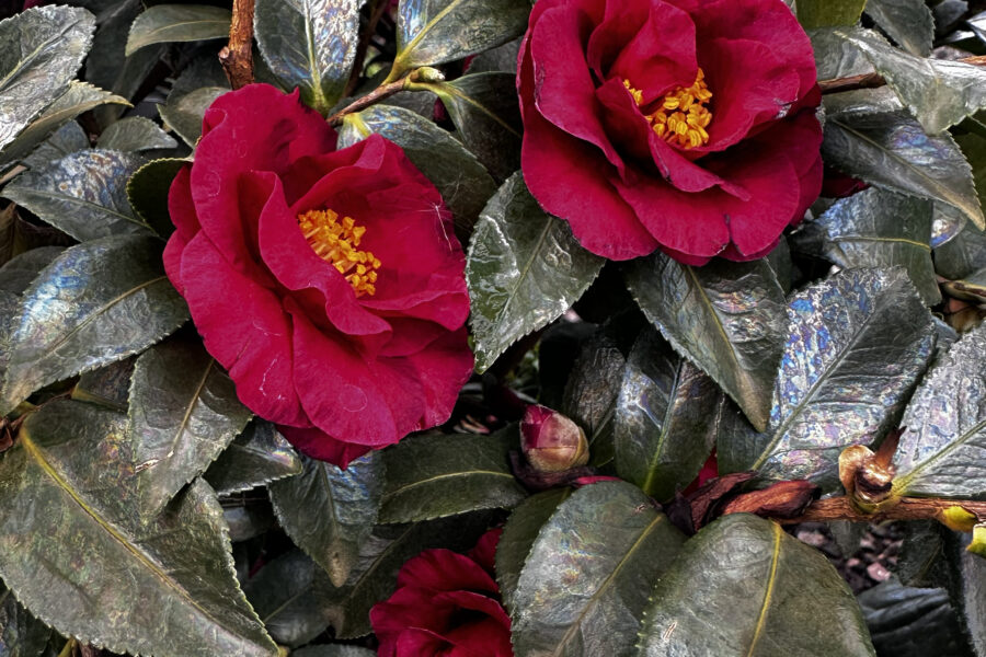 What’s New and Fresh, 24 Nov 2025