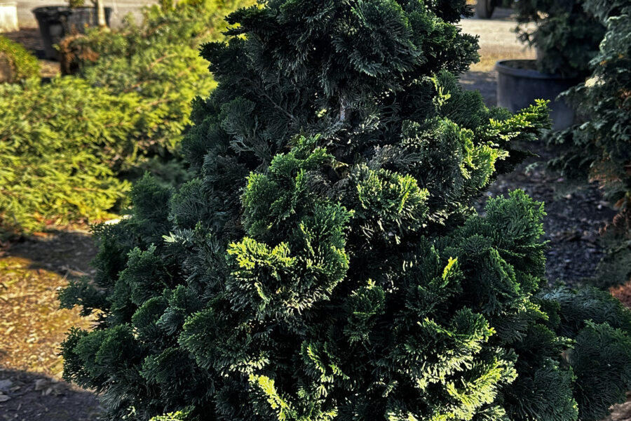 CONIFERS! 12 Nov 2025