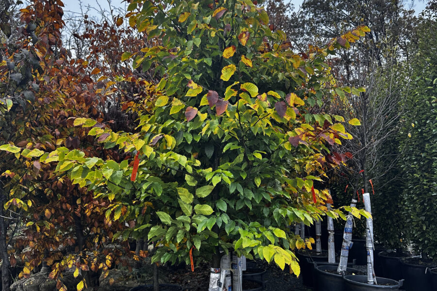 What’s New and Fresh, 7 Nov 2025