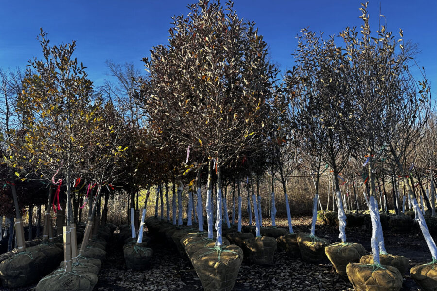 What’s New and Fresh, 27 Nov 2025