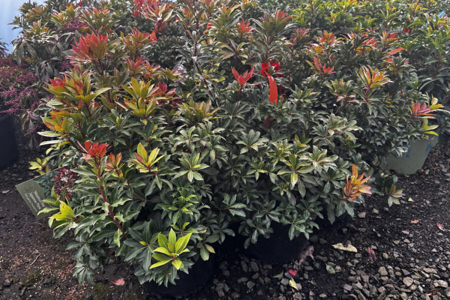 What’s New and Fresh, 1 Dec 2025