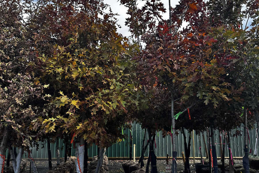 What’s New and Fresh, 17 Nov 2025