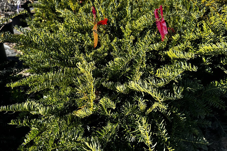 TAXUS! 19 Nov 2025