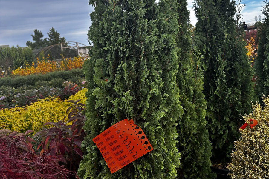 What’s New and Fresh, 21 Nov 2025