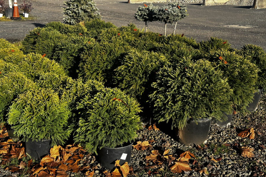 CLEARANCE! 4 Dec 2025