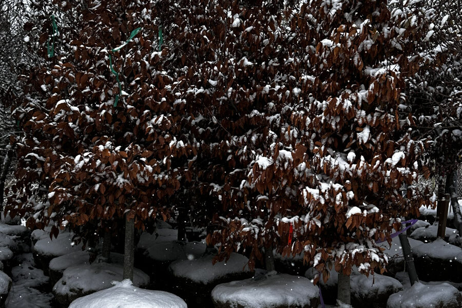 What’s New and Fresh, 17 Dec 2025