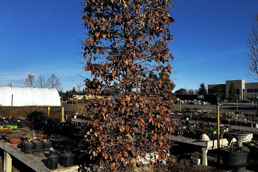 CLEARANCE! 10 Dec 2025