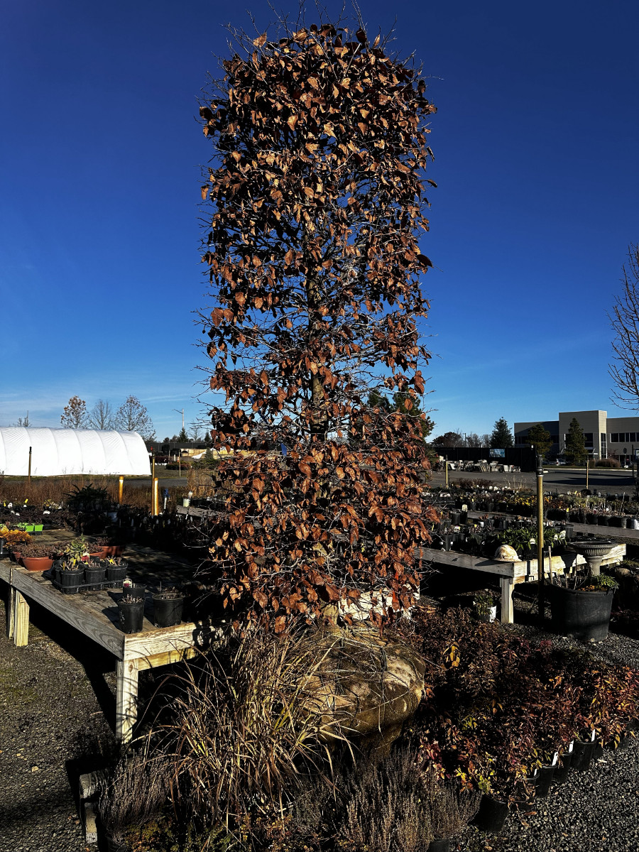 CLEARANCE! 10 Dec 2025