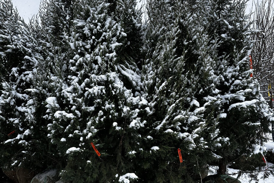 What’s New and Fresh, 24 Dec 2025