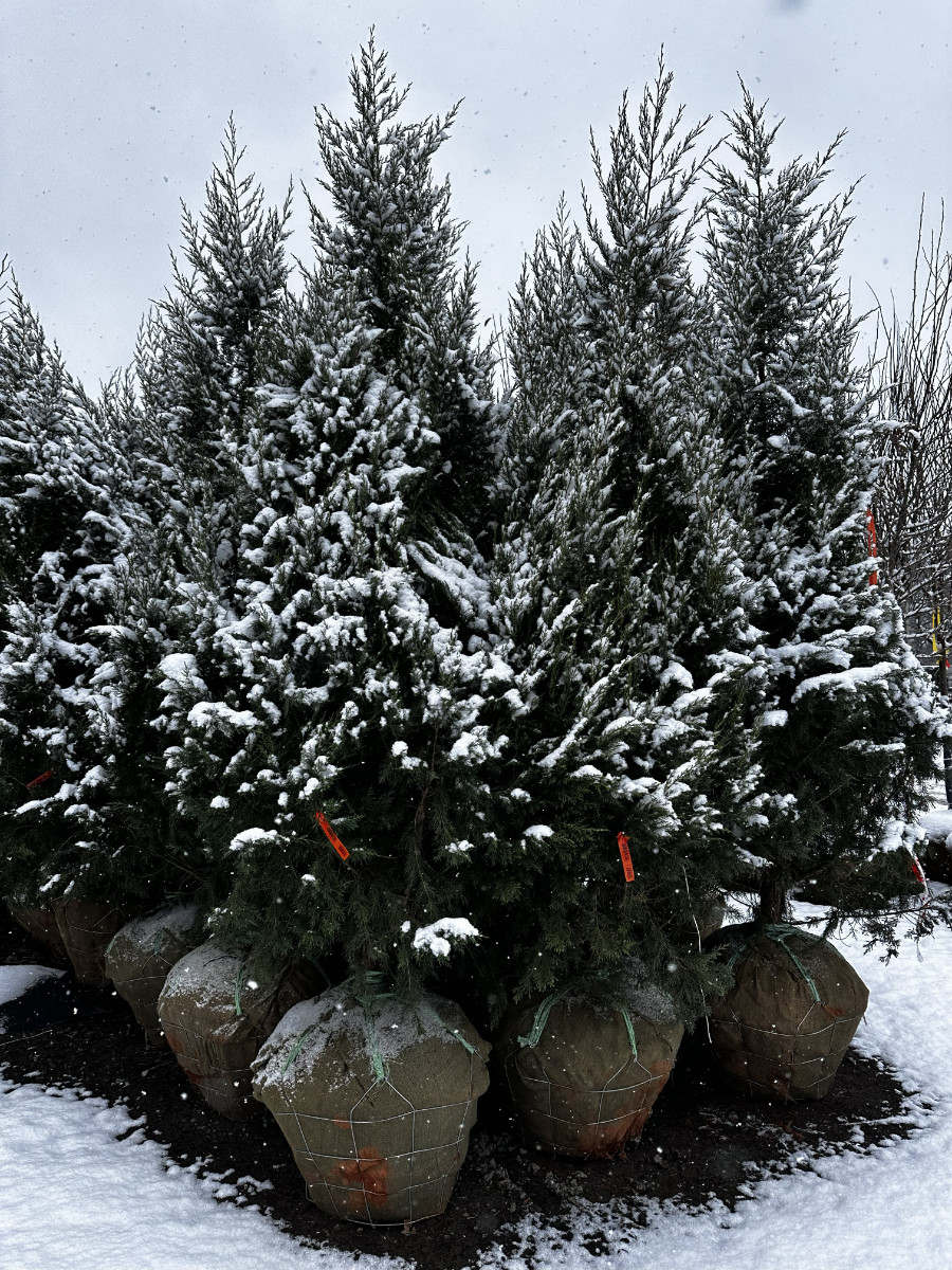 What’s New and Fresh, 24 Dec 2025