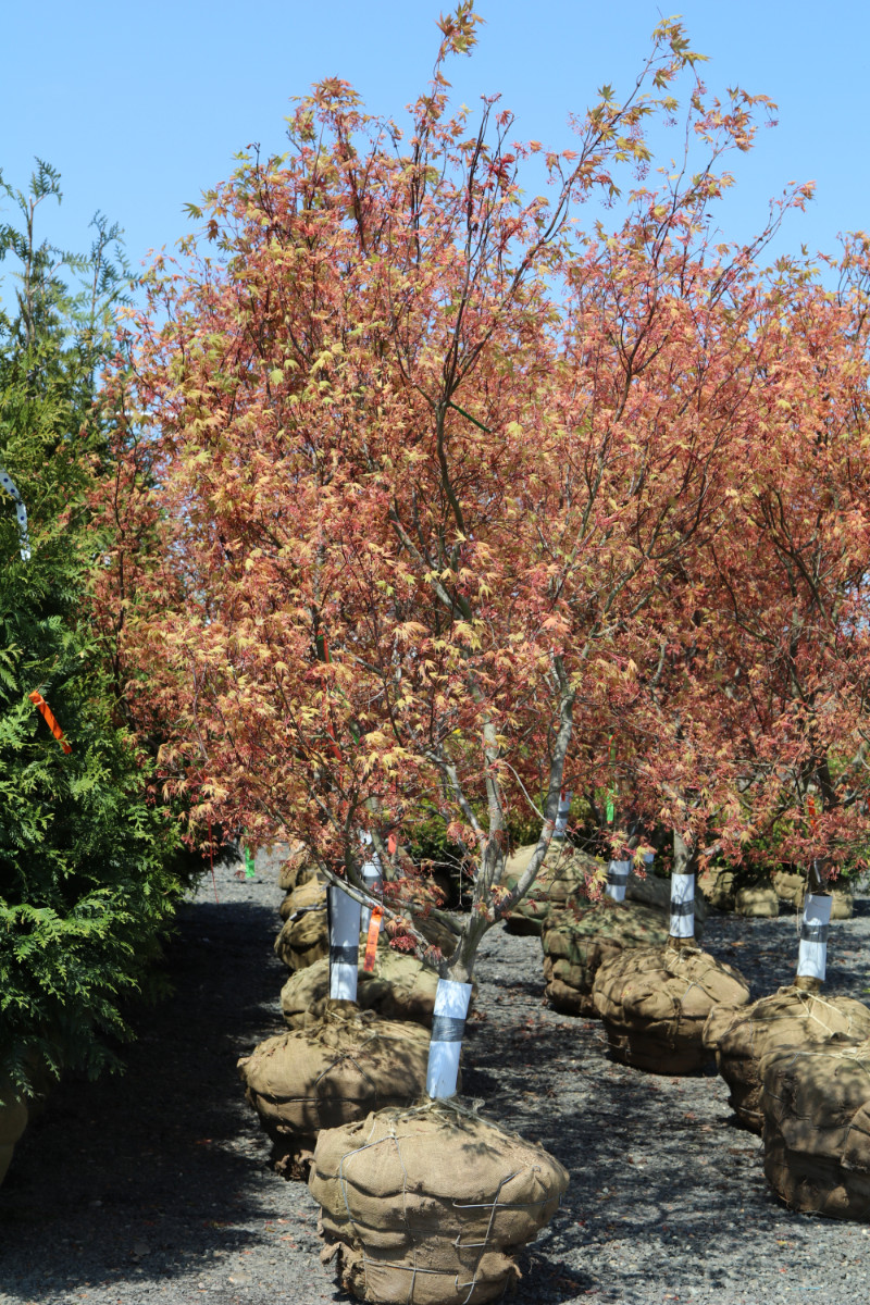 What’s New and Fresh, 18 Apr 2018