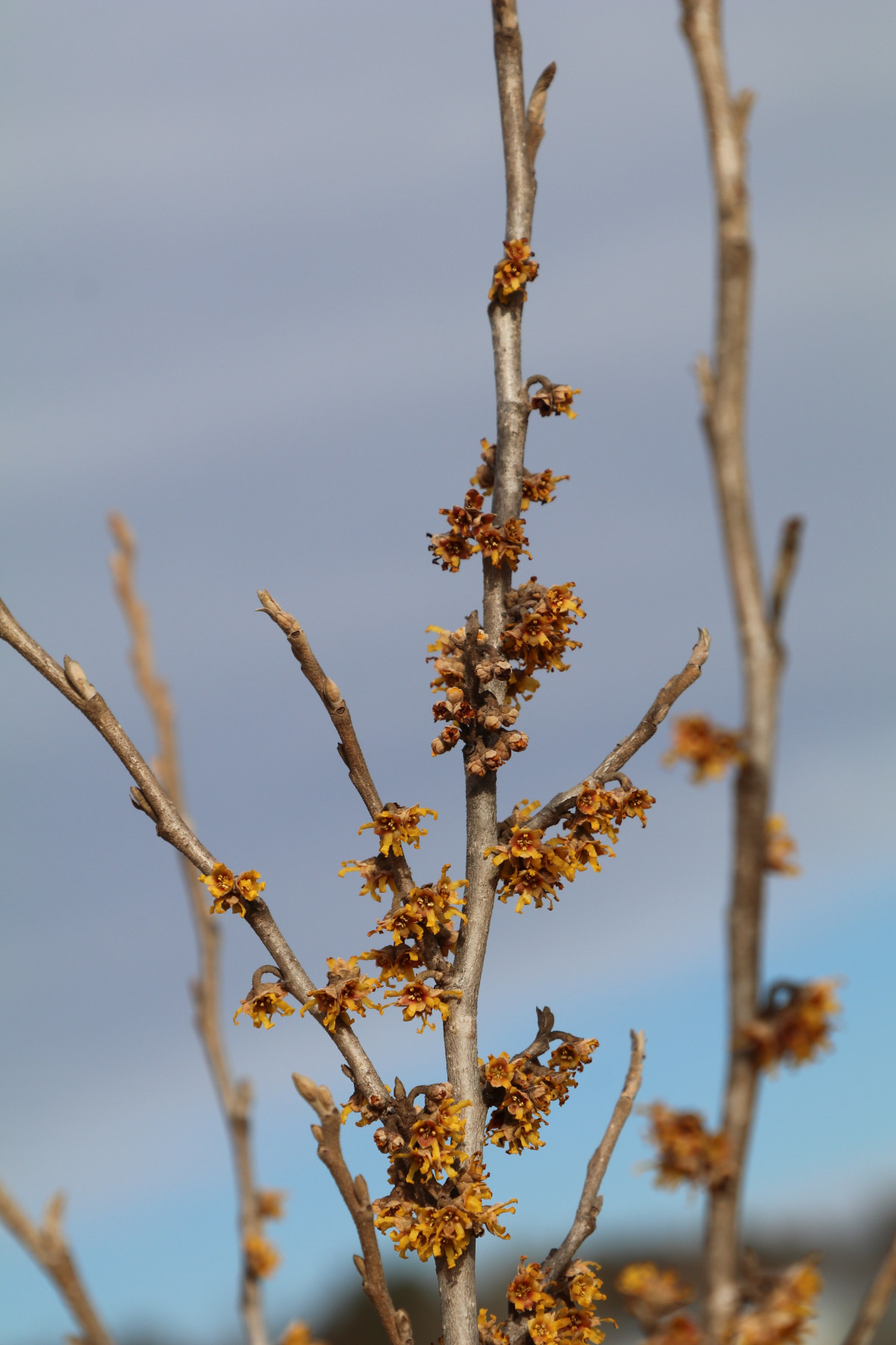 In the Field, 6 Febr 2018